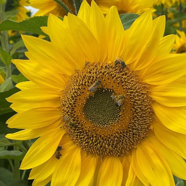 Fleur de tournesol butinée par des abeilles, cultivée pour l'huile Equilibre