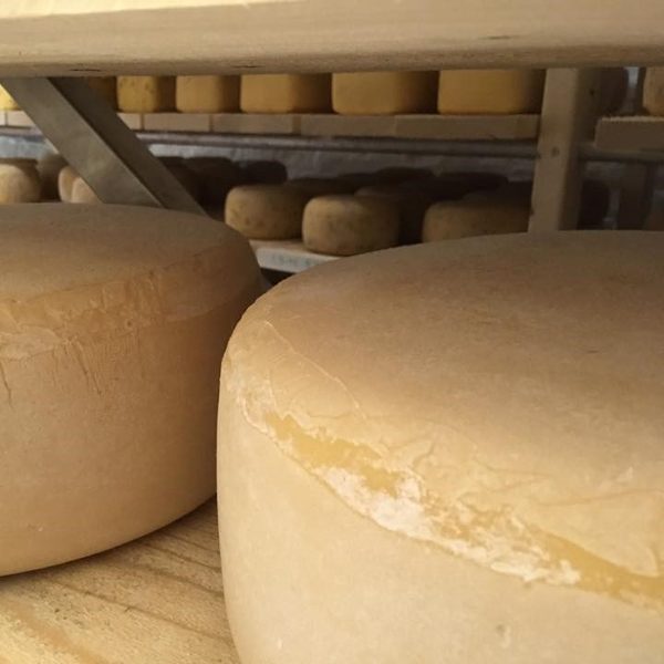 Meules de fromage Tri Dieu en cave d'affinage