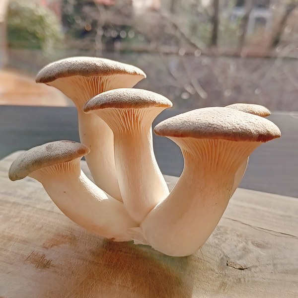 Eryngii frais cultivés par Wallifungi à Saint-Léonard
